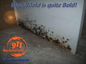 mold from water damage - 911 Restoration of Burbank